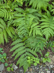 fern leaves in the forest