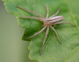 Listspinne (Pisaura mirabilis) auf einer Pflanze