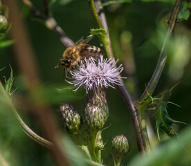 Closeup shot of a bee on a bee balm flower