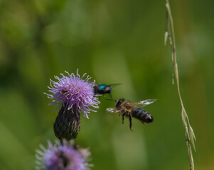 Closeup shot of a bee flying around a bee balm flower