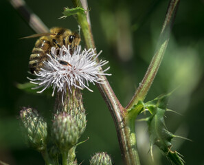 Closeup shot of a bee on a bee balm flower