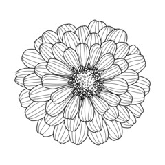 Hand drawing of Zinnia flower head isolated on white background. Element for design in line art style for greeting card, wedding invitation, coloring book. Vector illustration.