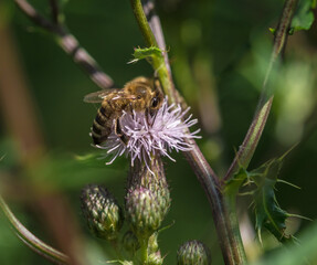 Closeup shot of a bee on a bee balm flower