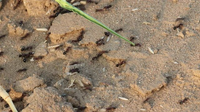 A large group of ants carrying seeds of wild plants and trees scattered in the forest