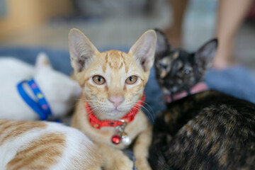 Cute kitten, sleeping comfortably on the soft carpet.