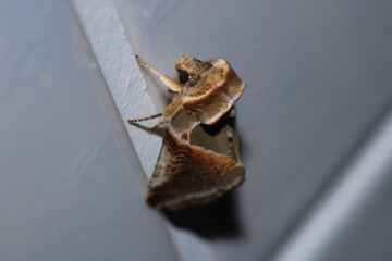 habrosyne pyritoides moth insect macro photo