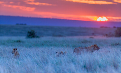 Sunset over Masai Mara, with nice colours.
