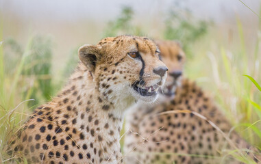 Portrait of a cheetah in Masai Mara, Kenya