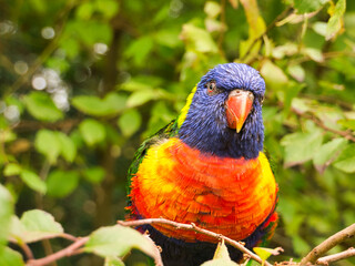 Lorikeet also called Lori for short, are parrot-like birds in colorful plumage