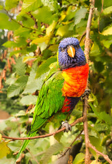 Lorikeet also called Lori for short, are parrot-like birds in colorful plumage