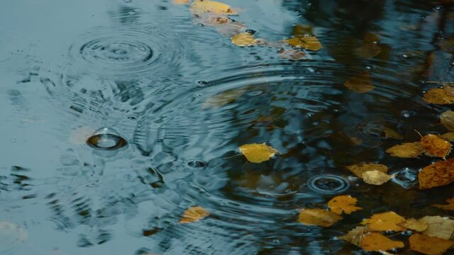 At the very beginning of autumn, a light rain drops drops on the leaves and paths in the forest.
