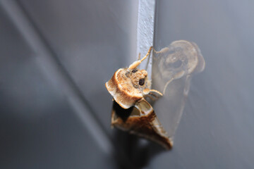 habrosyne pyritoides moth insect macro photo