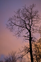 silhouette of a tree at sunrise