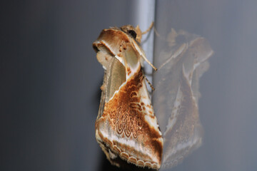habrosyne pyritoides moth insect macro photo