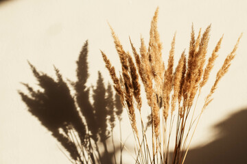 Dry spikelets, pampas grass / reed in vase. Shadows on the wall. Silhouette in sun light. Minimal interior decoration concept. Beautiful abstract closeup of golden dried meadow grass. 