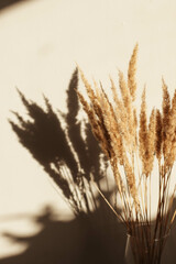 Dry spikelets, pampas grass / reed in vase. Shadows on the wall. Silhouette in sun light. Minimal interior decoration concept. Beautiful abstract closeup of golden dried meadow grass. 