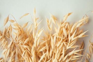 Oat ears on white background. Oat plant close up