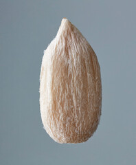 sunflower seed macro