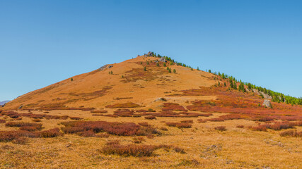 Conical autumn slope. Bright red autumn mountain slope. Vivid foliage scenery with forest hills in sunlight. Minimalistic landscape with Altai Mountains.