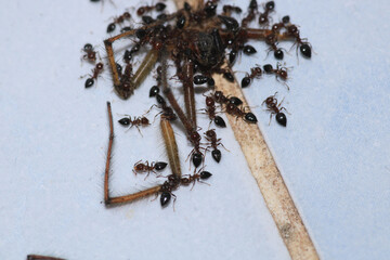 natural solenopsis ant macro photo