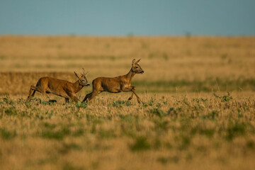 roe deer rut