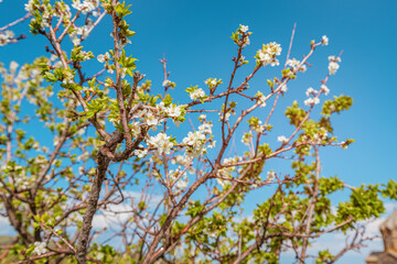 blooming apricot tree close-up. The concept of spring and warm weather