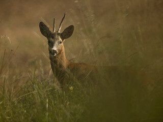 roe deer rut