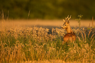 roe deer rut