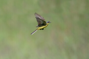 Gray headed wagtail (Motacilla flava Thunbergi) in Sweden