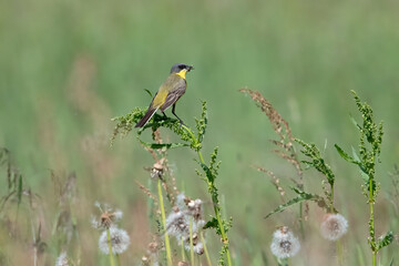 Gray headed wagtail (Motacilla flava Thunbergi) in Sweden