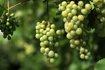 Ripe, white grapes hanging on the vine with a beginning of grape vine disease of mildew,...