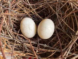 two bird eggs in the nest