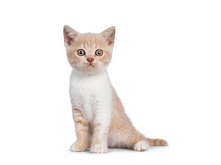 Adorable creme with white British Shorthair cat kitten, sitting up side ways. Looking towards camera. isolated on white background.