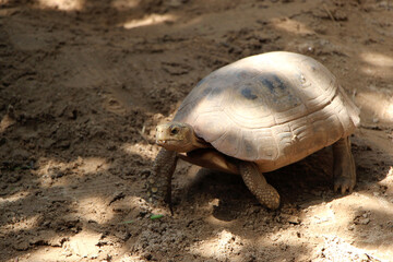 Obraz premium Elongated tortoise in the nature, Indotestudo elongata ,Tortoise sunbathe on ground with his protective shell ,Tortoise from Southeast Asia and parts of South Asia ,High yellow Tortoise