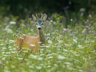 roe deer rut