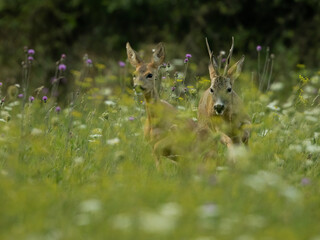 roe deer rut