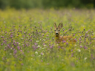 roe deer rut