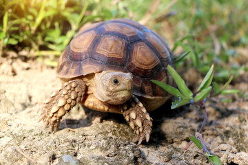 African Sulcata Tortoise Natural Habitat,Close up African spurred tortoise resting in the garden, Slow life ,Africa spurred tortoise sunbathe on ground with his protective shell ,Beautiful Tortoise