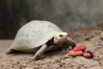 Elongated tortoise in the nature, Indotestudo elongata ,Tortoise sunbathe on ground with his protective shell ,Tortoise from Southeast Asia and parts of South Asia ,High yellow Tortoise