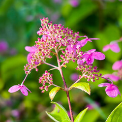 Summer sketch, violet inflorescences of cardiandra on blurred green background