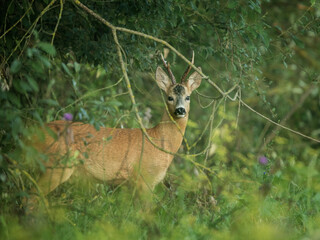 roe deer rut