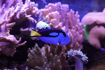 Paletten Doktorfisch.