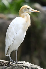 great white heron