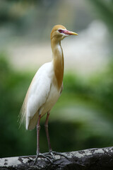 great heron