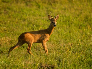 Deurstickers roe deer rut © rasto24