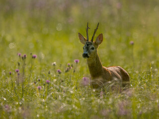 roe deer rut