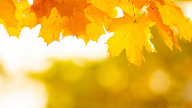 Autumn leaves. Abstract autumn nature background with maple tree leaves. Fall background
