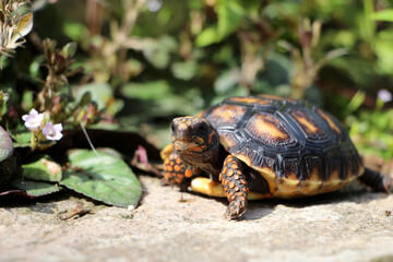 Cute small baby Red-foot Tortoise in the nature,The red-footed tortoise (Chelonoidis carbonarius) is a species of tortoise from northern South America
