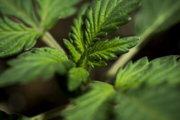 Cannabis growing: grow weed indoo. Marijuana HD