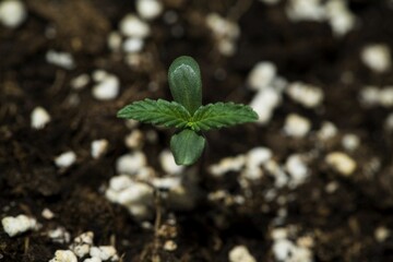 Cannabis growing: grow weed indoo. Marijuana HD